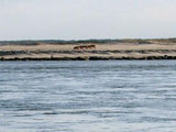 View of Assateague from the hotel.