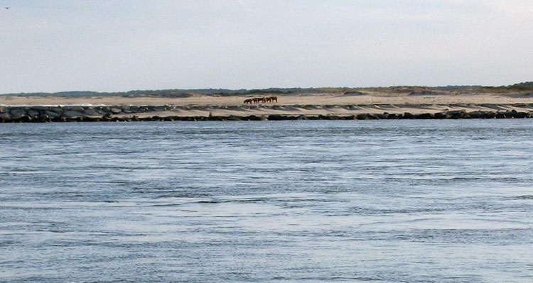 View of Assateague from the hotel.