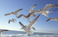 seagulls in Ocean City